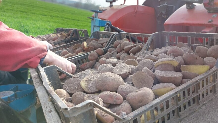 Vrijeme je sadnje krompira, šta je bitno znati?