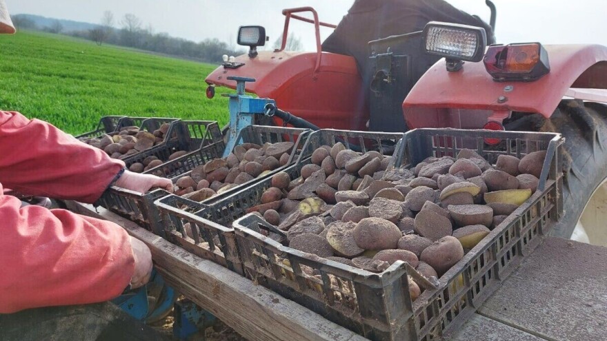 Ozbiljni proizvođači su se osigurali, no hoće li biti sjemenskog krumpira i za ostale?