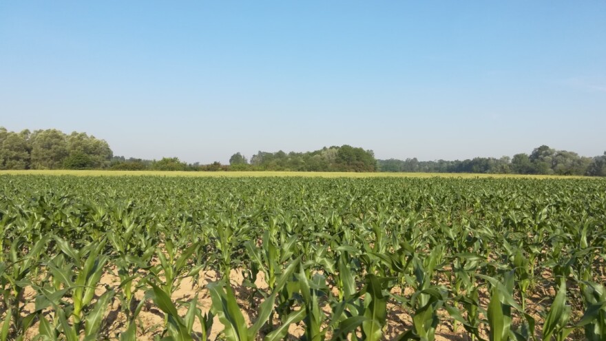 Nastić: Ratari uveliko razmišljaju o primjeni amino kiselina i u kukuruzu