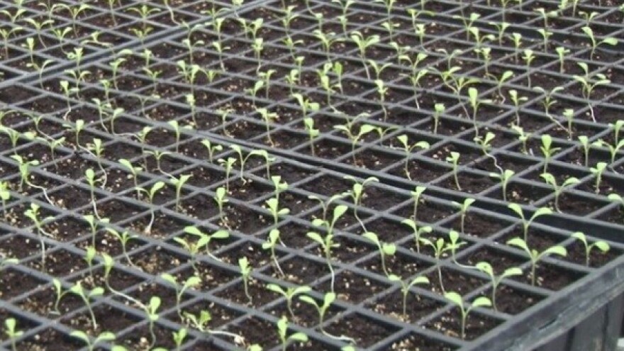 Presadnicama do kvalitetnijeg povrća