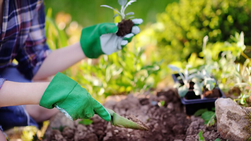 Sjetva jesenjeg povrća