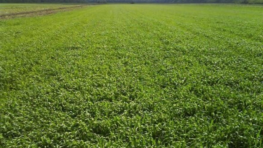 Pšenice i ječmovi - kada?