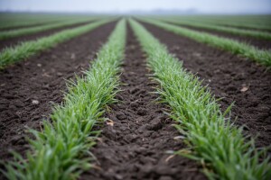 Sjetva pšenice moguća do kraja siječnja