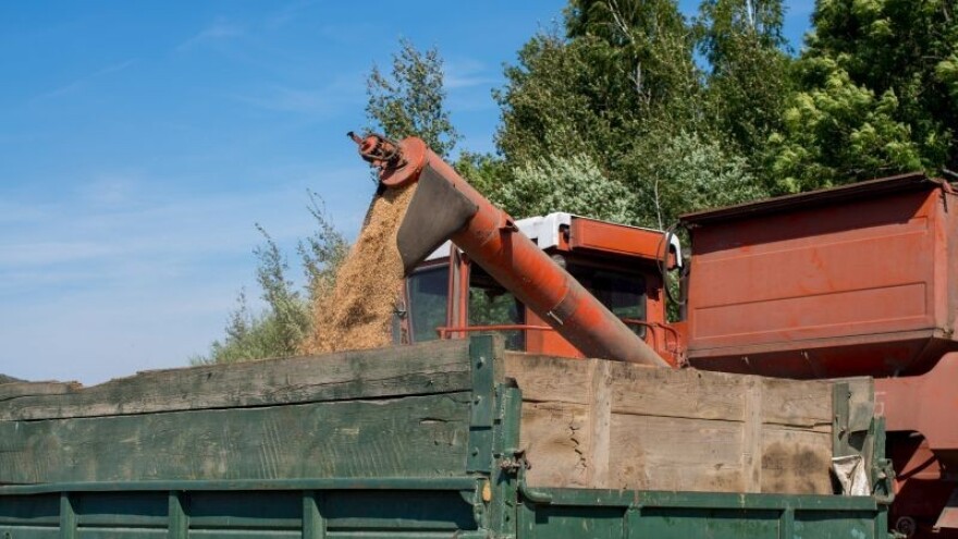 Ratari zbunjeni oko odabira sorti pšenice