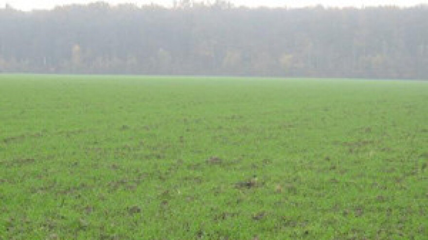 Usjevi se razvijaju, ali šire se i viroze