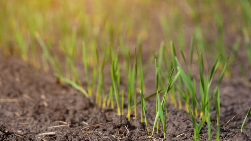 Odluke pred sjetvu pšenice