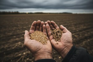 Sjetva tavanuše nekoliko koraka unazad