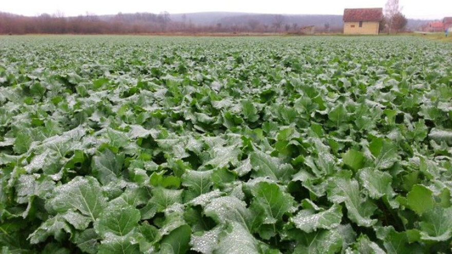 Uočena pojava repičinih pipa, pratiti usjeve!