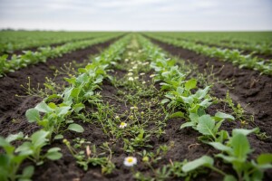 Sjetva uljane repice