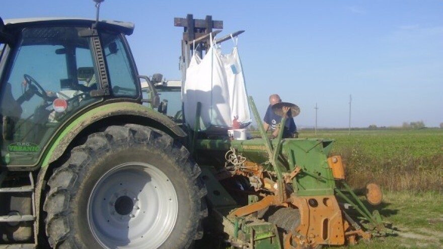 Sijanje tavanuše nije dobar izbor