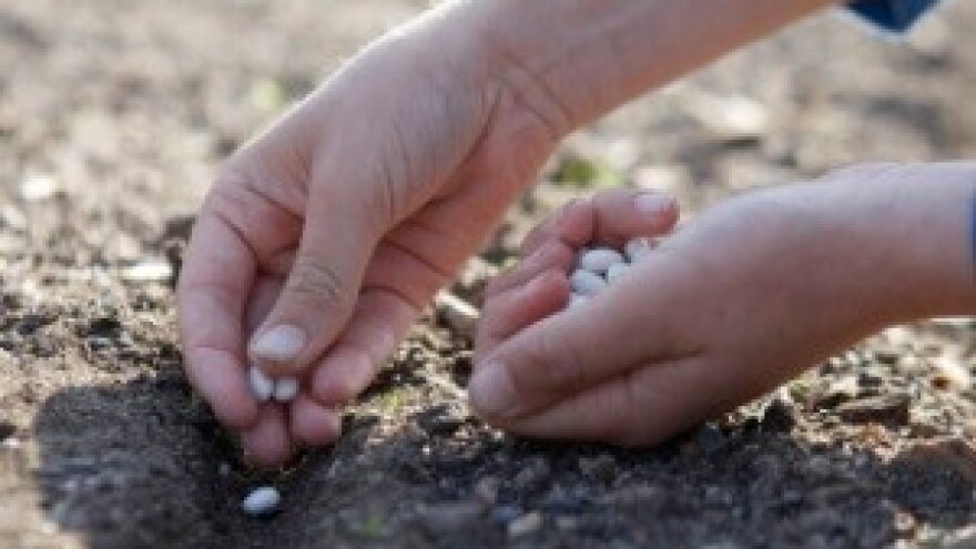 Ovu godinu niš nebum sijal