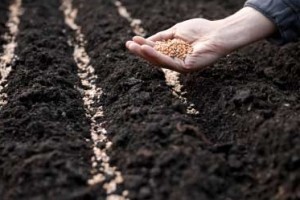 Počinje jedna od najskupljih i najneizvjesnijih proljetnih sjetvi