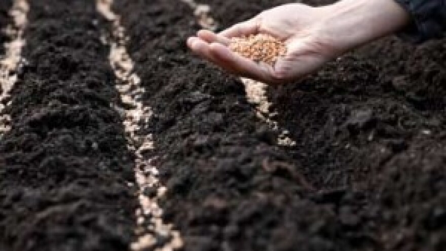 Počinje jedna od najskupljih i najneizvjesnijih proljetnih sjetvi