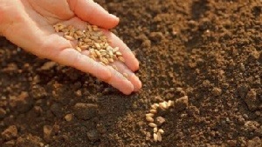 Sjetva domaćih hibrida s OLT sijačicom