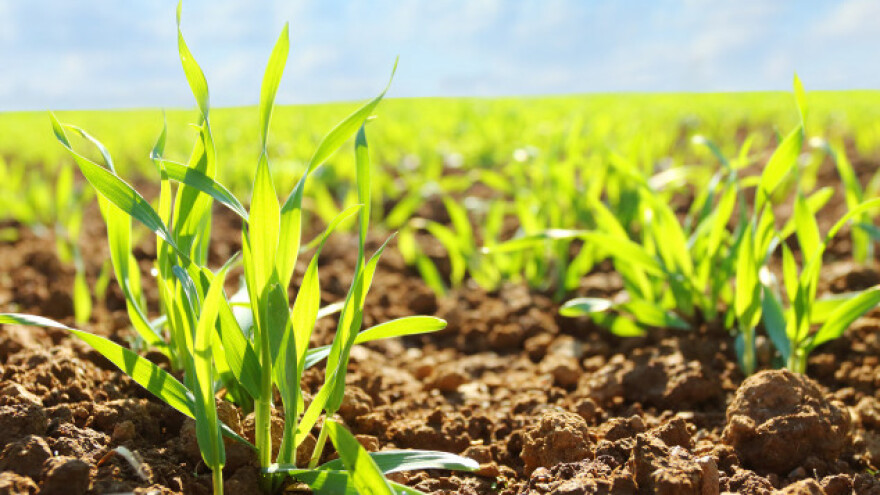 Srđan Nastić: Sjetva strnih žita veća za 20-30%