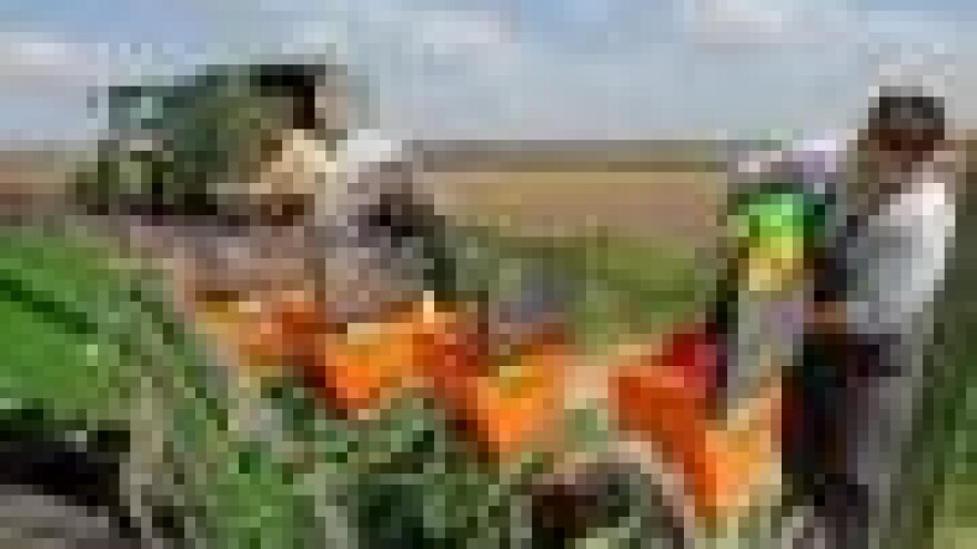 Vrijeme odgađa sjetvu