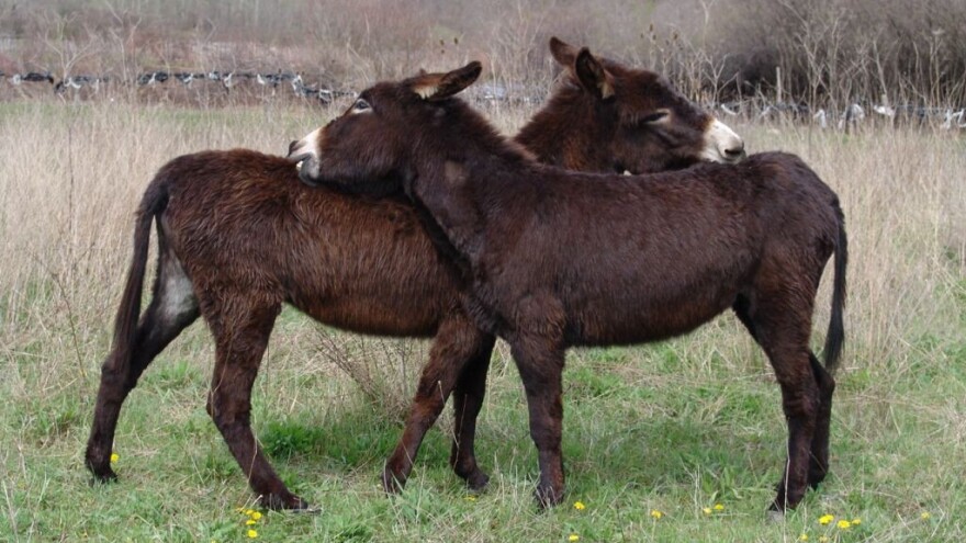 Nema što se ne krade - vlasniku otuđili magarca!