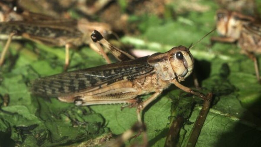 Skakavci uništavaju useve u Rusiji