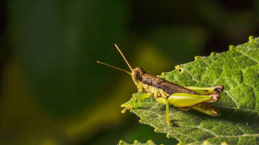 Skakavci mogu napraviti priličnu štetu biljkama