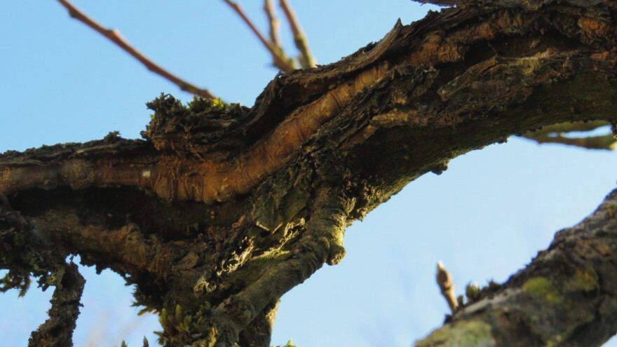 Pucanje kore na voćkama: Zbog čega dolazi i kako spriječiti?