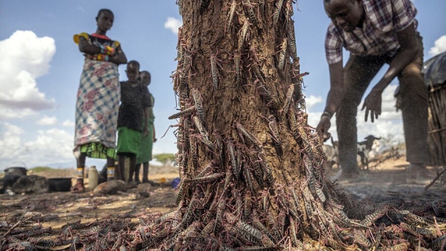 Kako izgleda radni dan pilota koji se bore s najezdom skakavaca?