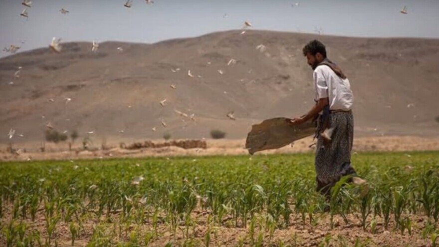Drugi val dolazi, skakavci će pojesti sve usjeve 19 miliona gladnih ljudi