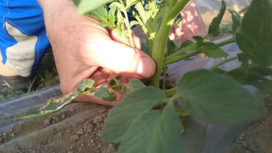 Kako i zašto zakidati vrhove i zaperke biljaka?