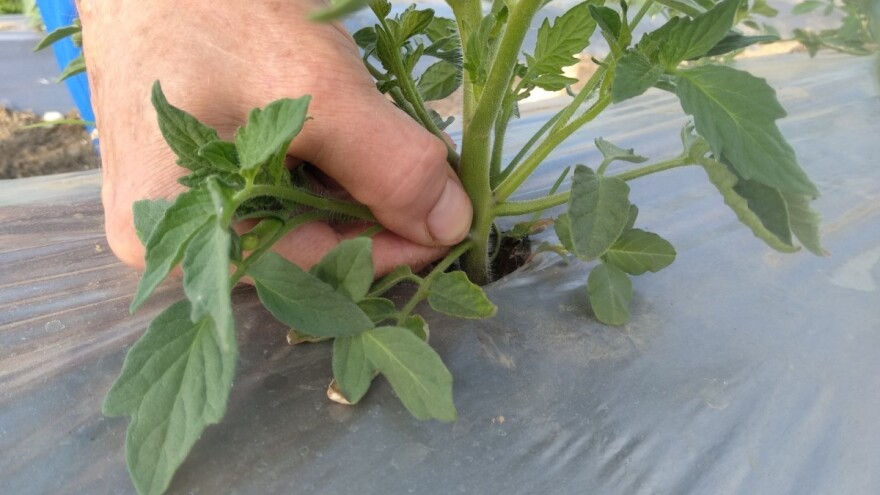 Pinciranje paradajza: Kada se uklanjaju svi zaperci, a kada ne?