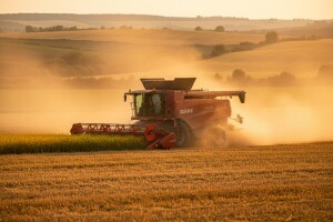 Skinuta uljana repica, prinosi i do 4,2 tone