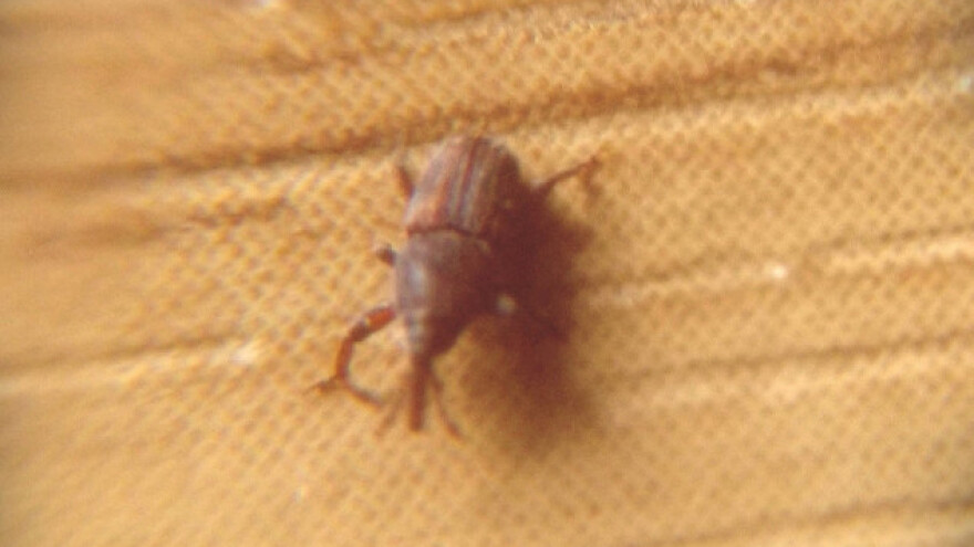 Žitni žižak i žitni moljac