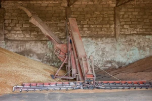 Ukrajina sve konkurentnija na tržištu žitarica, Rumunija postavlja novi rekord u izvozu suncokretovog ulja