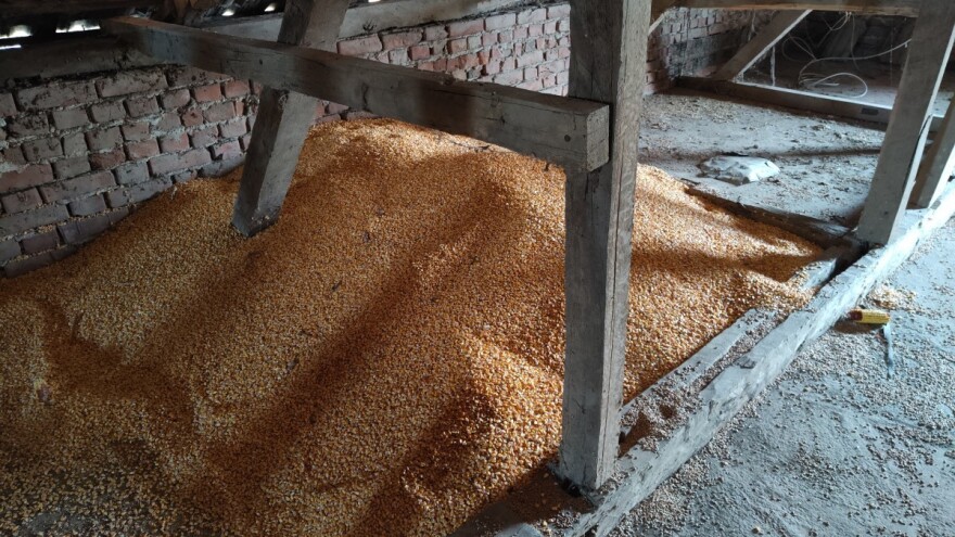 Produktna berza: Statistički rast cena kukuruza i pšenice