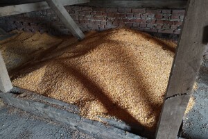Štetočine u skladištu nepovratno mogu da unište rod