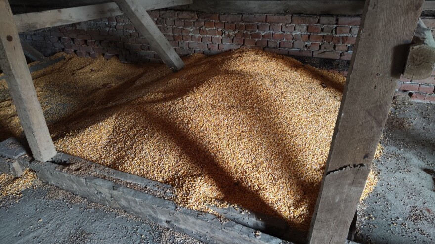 Štetočine u skladištu nepovratno mogu da unište rod