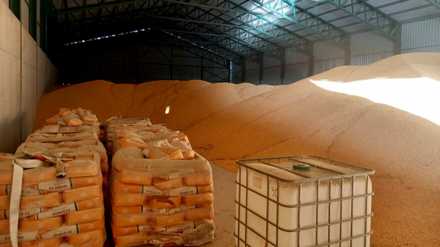 Pale cene žitarica - jedan izveštaj uticao na globalno tržište