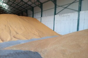 Robne rezerve Srbije kupuju 131.000 t pšenice po 0,65 KM/kg