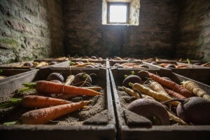 Skladištenje korjenastog povrća