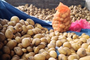 Nepravilno skladištenje krompira nosi ozbiljne posljedice: Kako sačuvati krtole?
