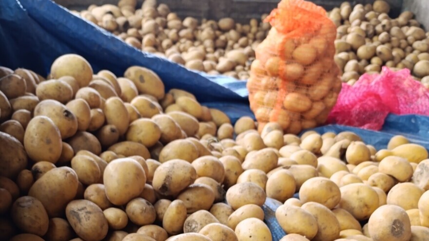 Nepravilno skladištenje krompira nosi ozbiljne posljedice: Kako sačuvati krtole?