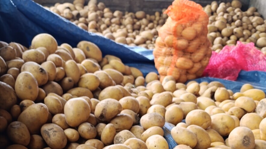 Nepravilno skladištenje krompira nosi ozbiljne posledice. Kako sačuvati krtole?