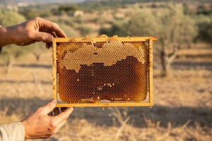 Skočila cijena meda