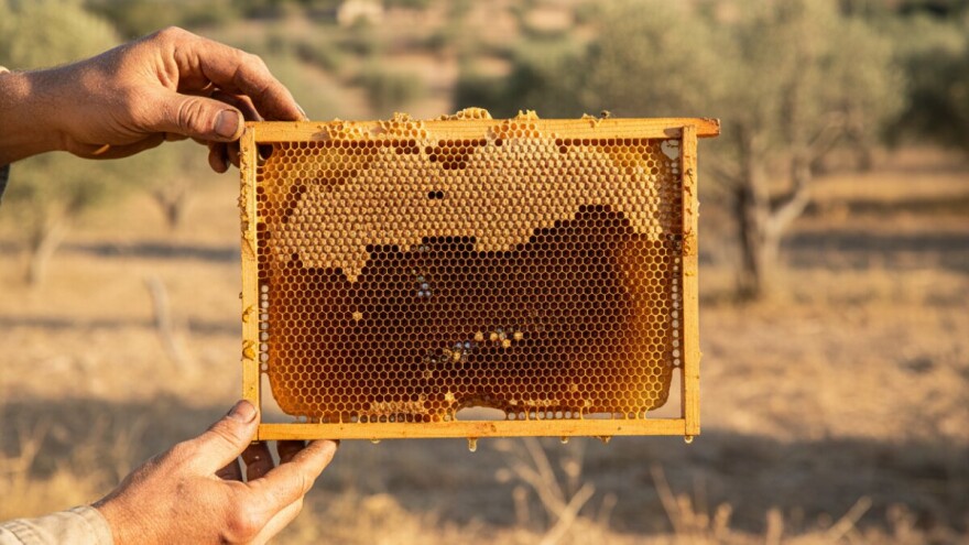 Skočila cijena meda