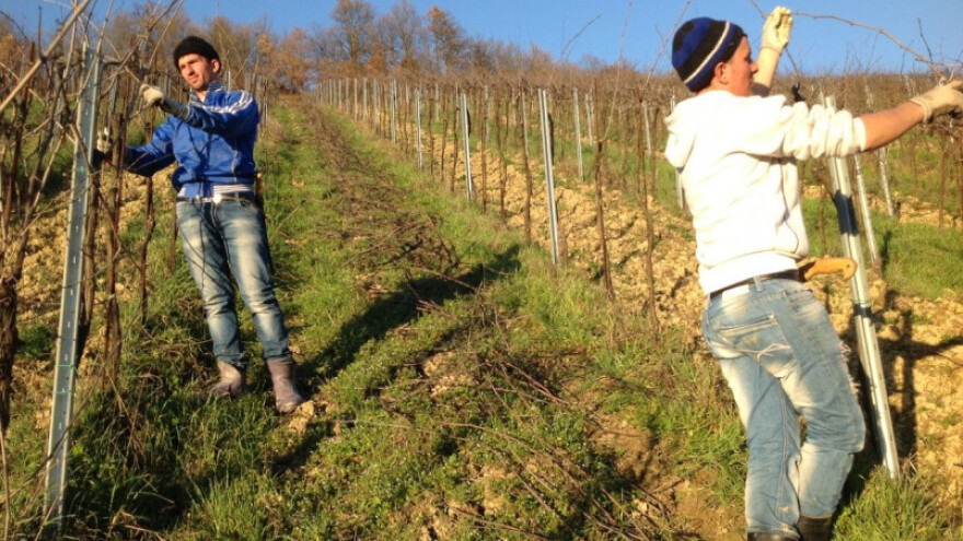 Zimska škola rezidbe vinove loze u Kaptolu