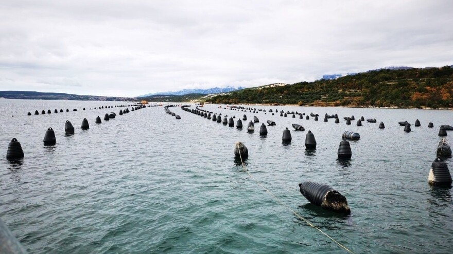 Mladi profesori uzgojili prve plosnate kamenice u Novigradskom moru