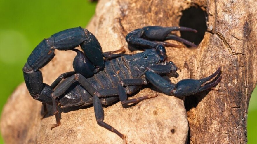 Škorpionima će sreća biti manje nesretna!