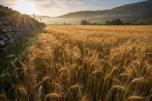 Škotska ne dopušta uzgoj GM kultura!