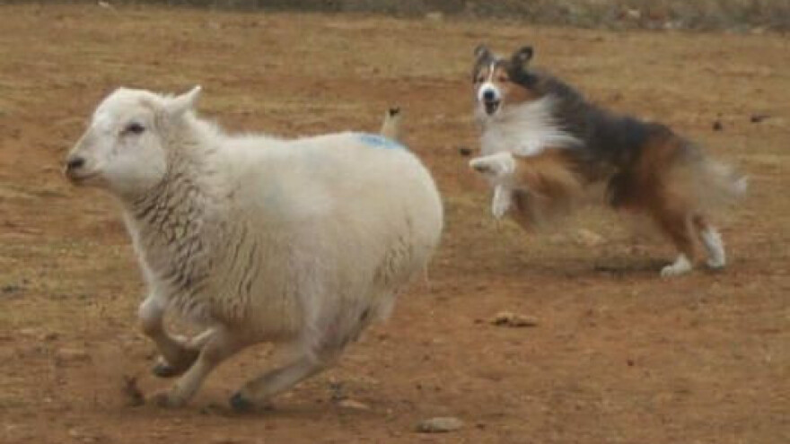 Škotski ovčar: umiljati čuvar ljudi i imovine