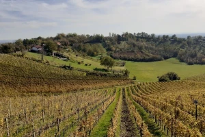 Škrlet će dobiti svoju knjigu, ali sadni materijal, kao i za graševinu, i dalje dolazi iz Njemačke