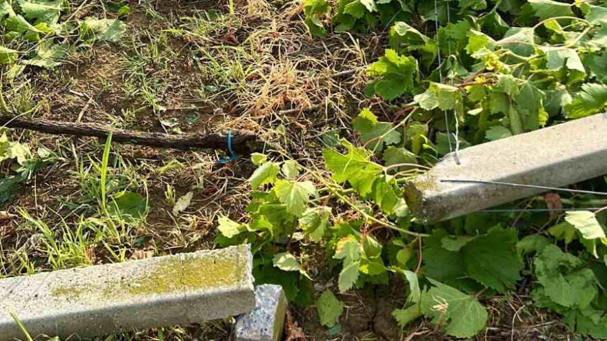 Ogromne štete zbrajaju i vinogradari - potučeni nasadi mladog škrleta u Moslavini