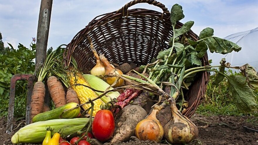 Kako smanjiti gubitke i bacanje hrane - od polja do stola!
